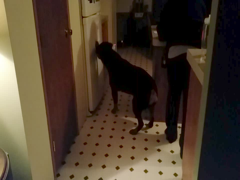 Dog Tries to Break into Fridge