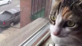 Dinosaur cat chirps at bird