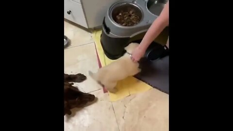 Cute Puppies Doing Funny Things, Cutest Puppies in the Worlds