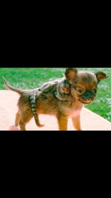 Funniest Animals - Best Of The 2022 Funny Animal Videos #41