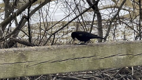 Red-wing Black Bird