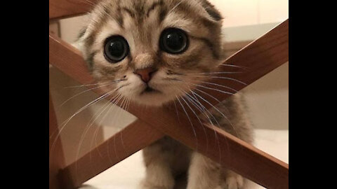 💗Cute And Funny Pets | Try Not To Laugh To These Pets Compilation💗