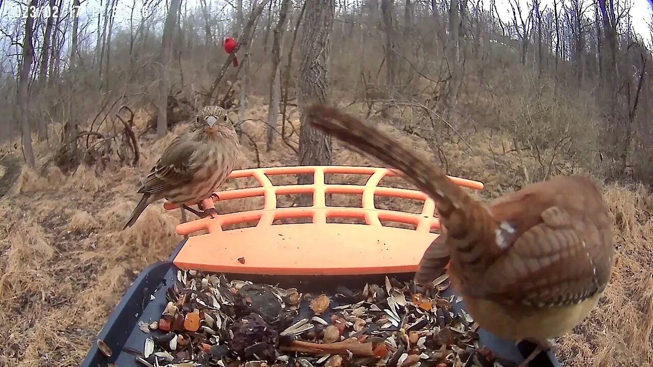 BirdKiss AI Smart Bird Feeder: House Finch, Red-Bellied Woodpecker, Carolina Wren