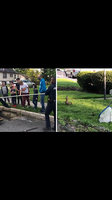 Police rescue ducklings from storm grate, reunite them with mother