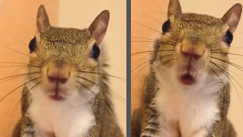 The squirrel talks and accidentally farts
