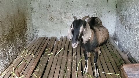 Mostrando as cabras da chácara como estão