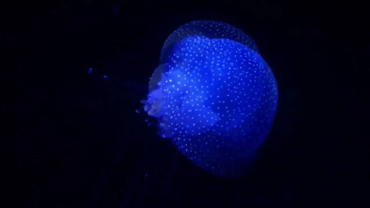 MARINE LIFE 4K ULTRA HD The Most Beautiful Undersea Creature on Earth