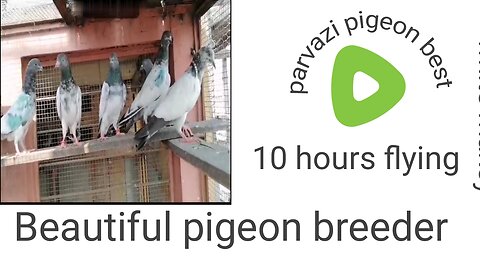 Parvazi pigeon beautiful breeder pair