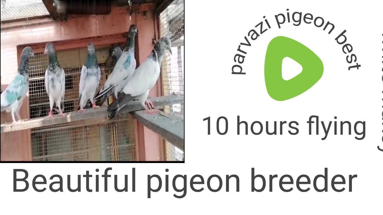 Parvazi pigeon beautiful breeder pair