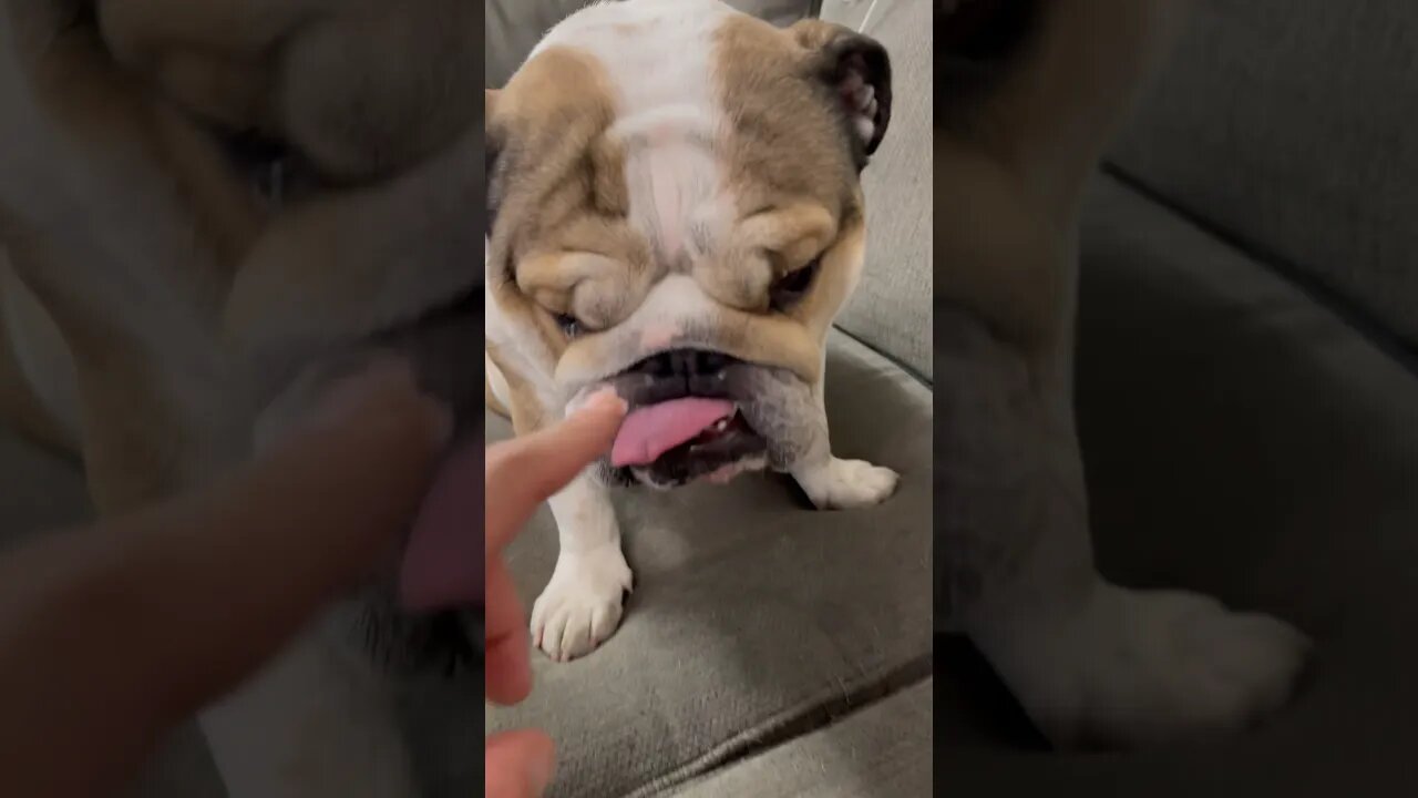 Let Me Be 😜 #dogsofyoutube