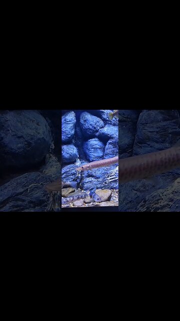 Muskie and bass at the Pineknoll shores aquarium