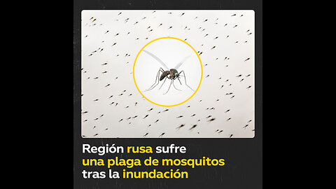 Numerosos mosquitos invaden la zona rusa de Oremburgo