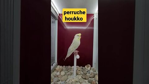 perruche houkko