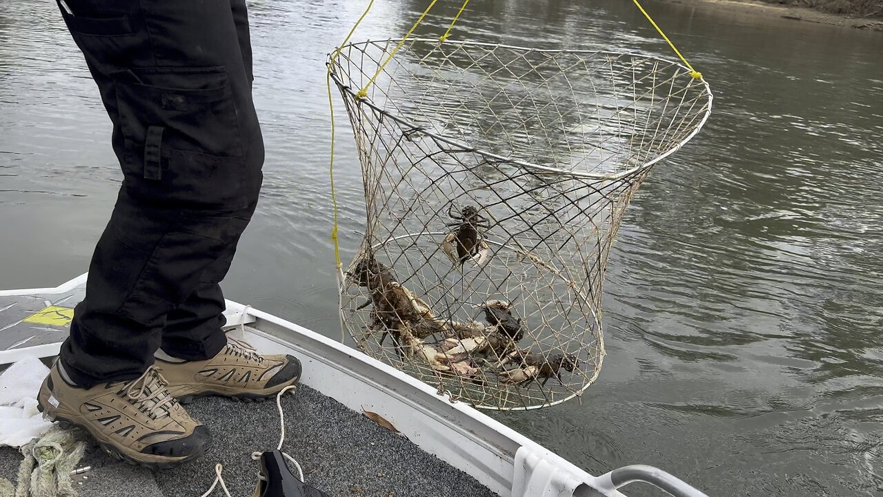 Catching Murray Crayfish Part4