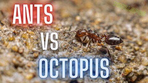 Ants VS Octopus | Timelapse | Squidward