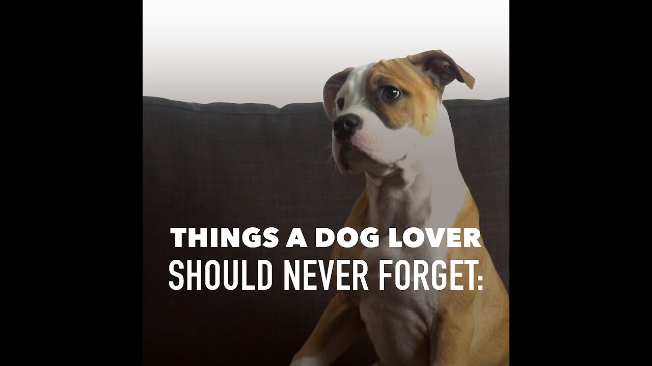 Dog Lovers Should Never Forget [GMG Originals]