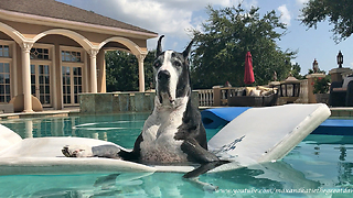 Great Dane Loves Relaxing on her Pool Floatie