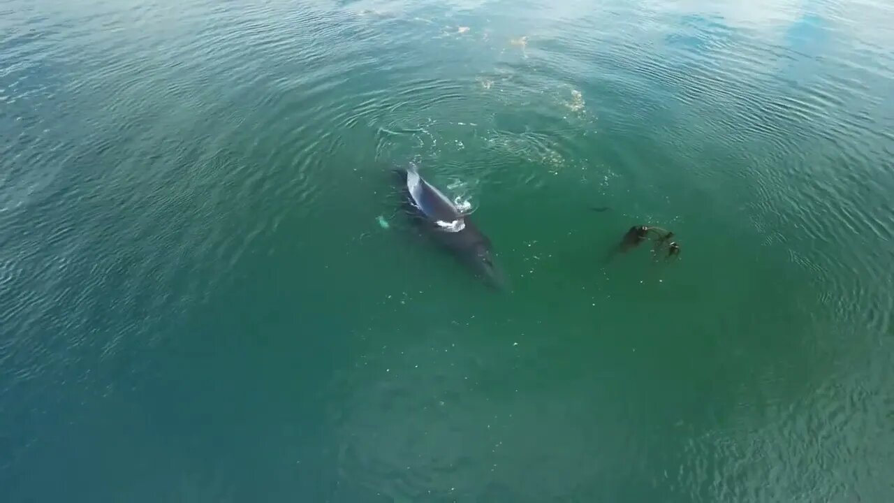 Humpback “Malachite” 29 September 2022 Day Island, WA 4k UHD Version-10