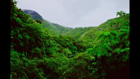 The Rainforest - A Display Of Nature's Abundant Greenery And Artistry