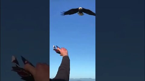 Eagle's Catching Skills 1