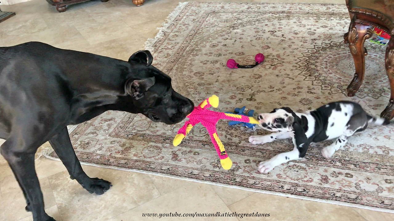 Great Dane Shows Puppy Size Matters When Playing With Toys