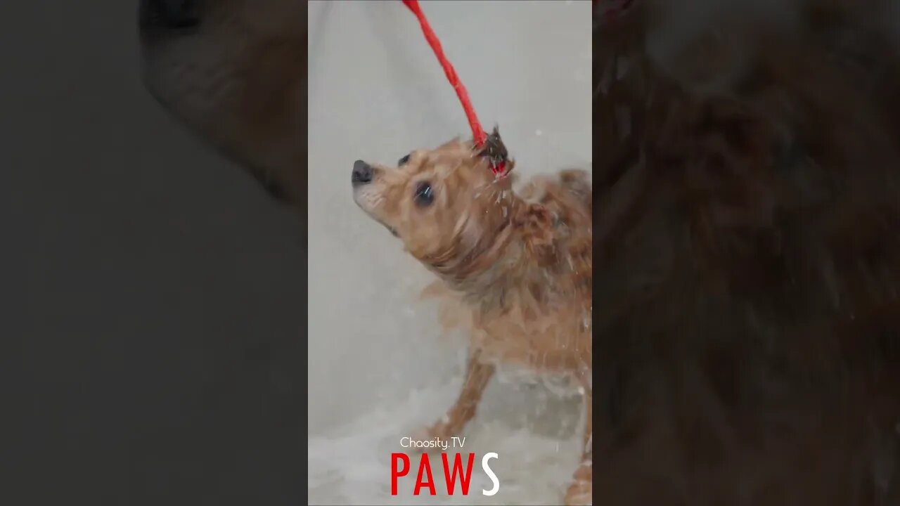 #PAWS - Shower Doggy