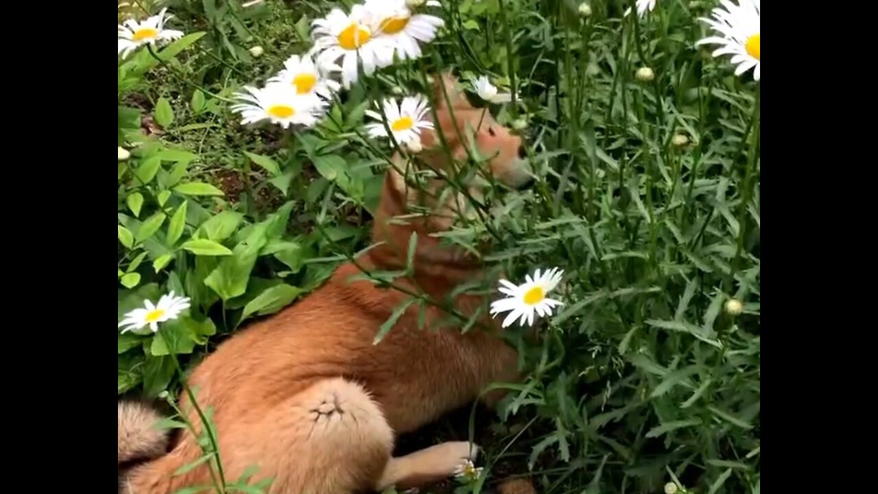 This Iconic Shiba inu can help you pick beutiful flowers for your lover