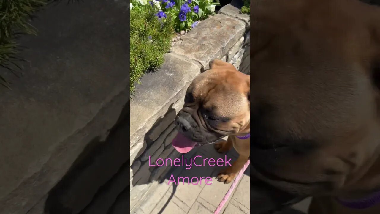 Amore Love smelling flowers 🌺 LonelyCreek bullmastiff