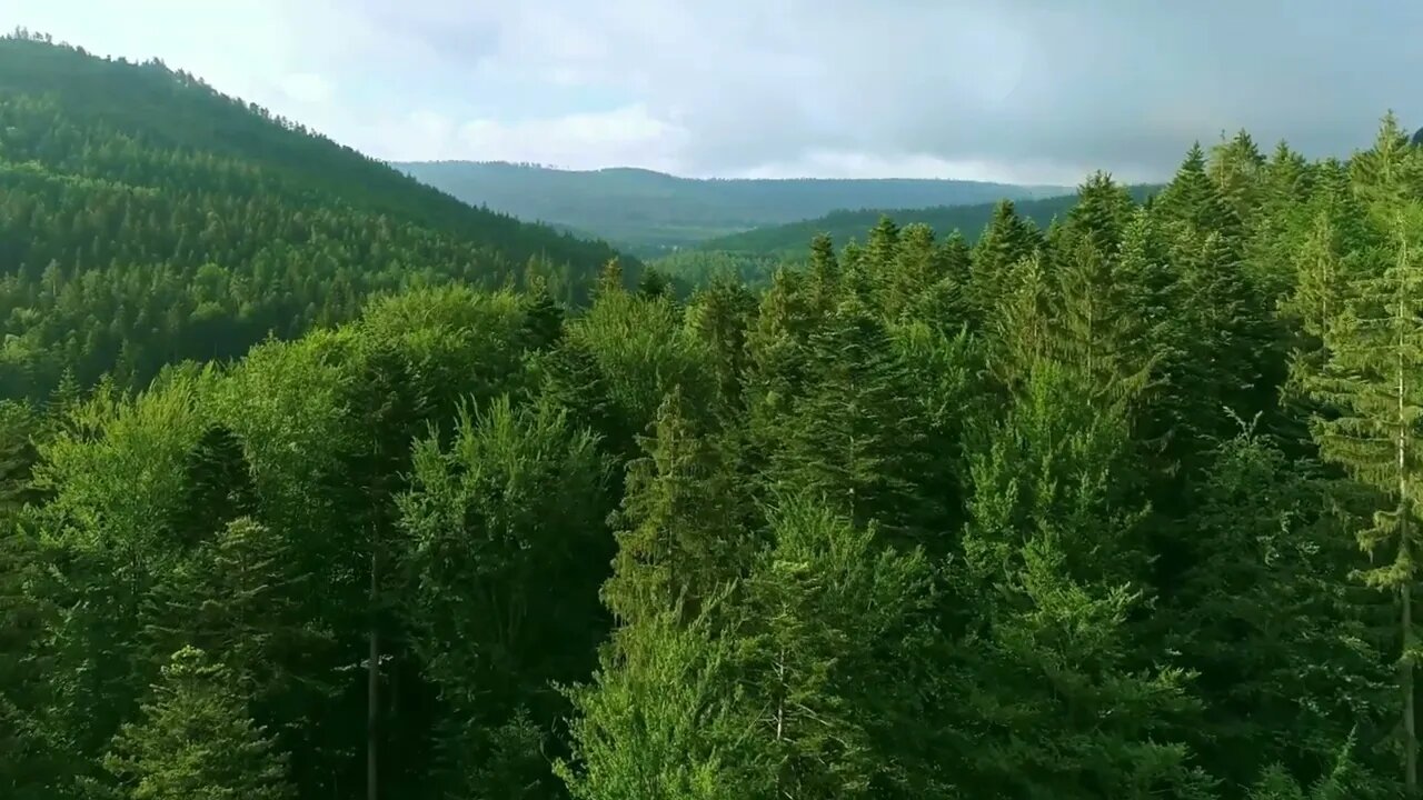 Beauty of Nature | Drone Footage of Forest