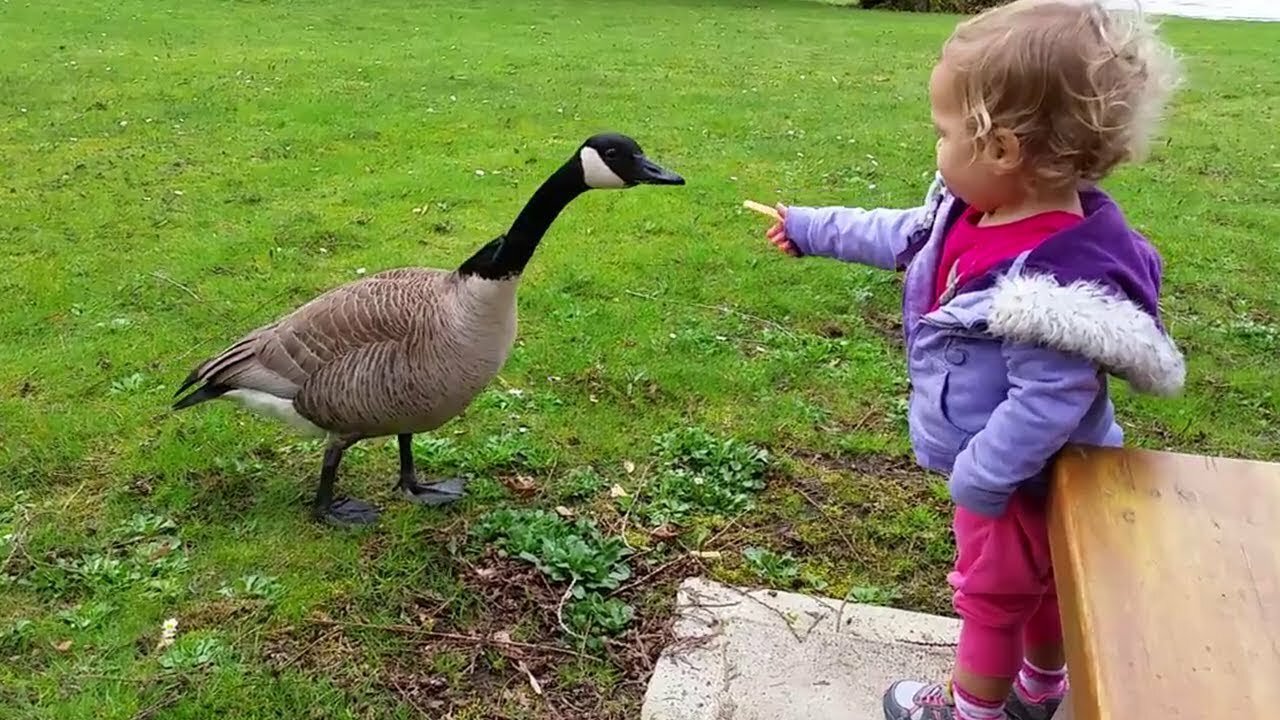 Funny Duck Trolling Babies and Kids 🦆🦆 Funny Babies and Pets