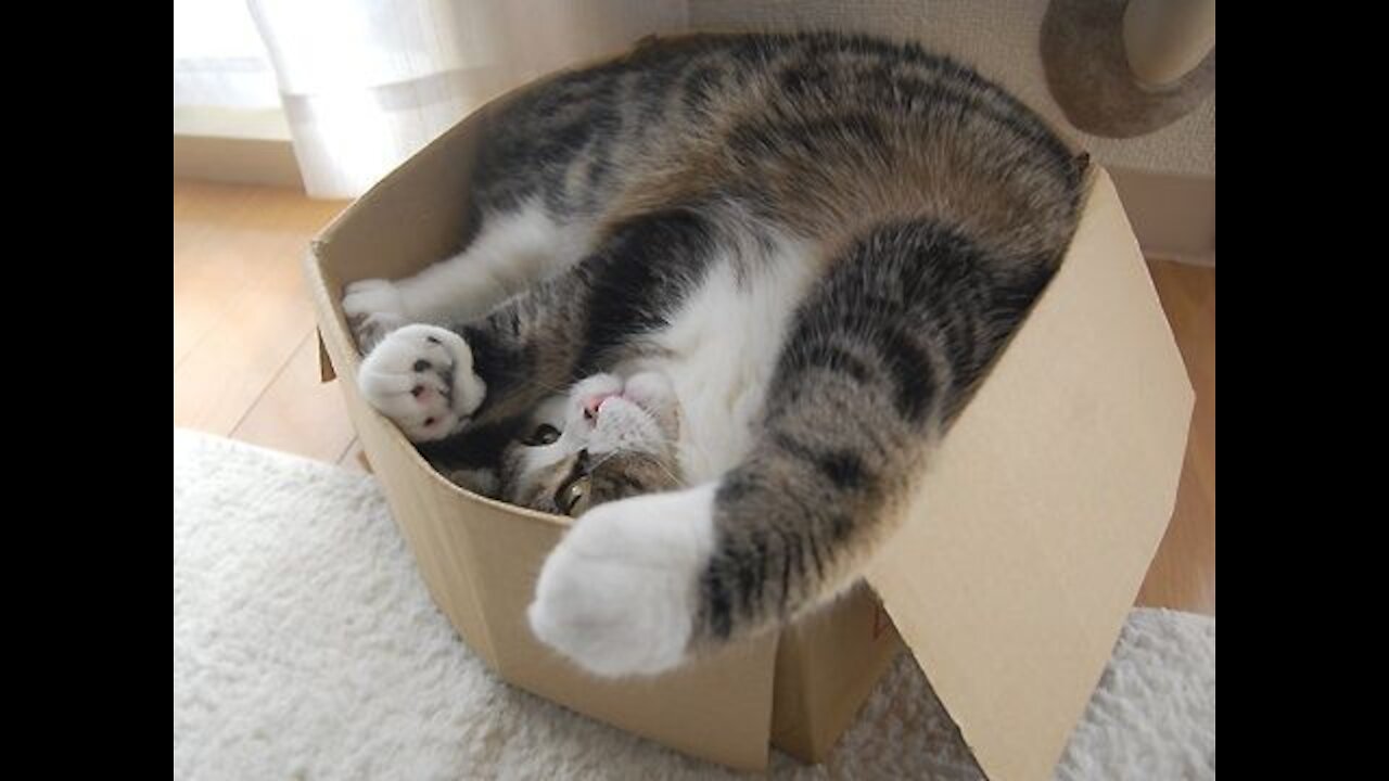 Cats love boxes – Funny cat compilation