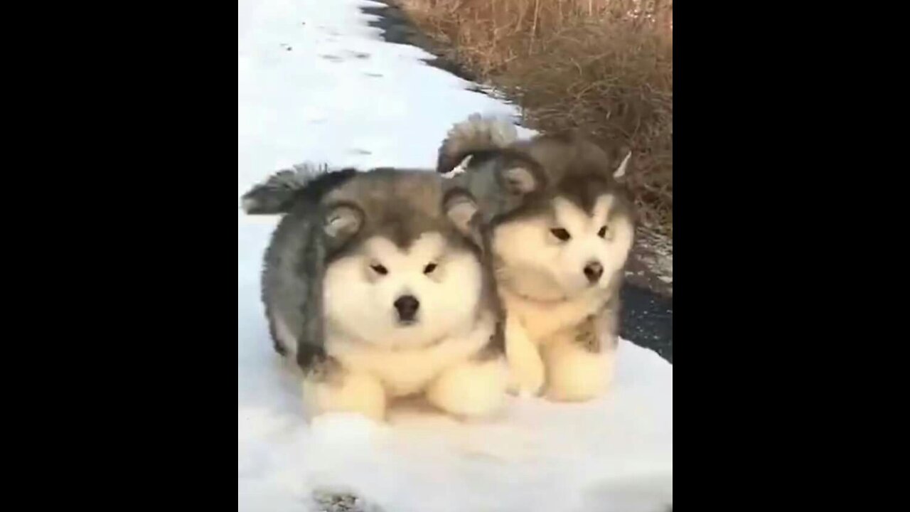 Baby Alaskan Malamute Cutest and Funniest Moments New Compilation😍