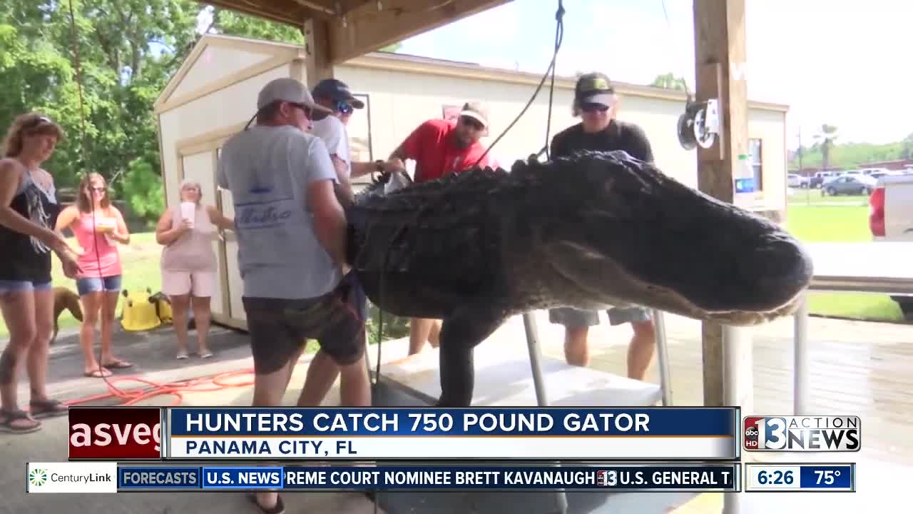 750-pound gator caught in Florida