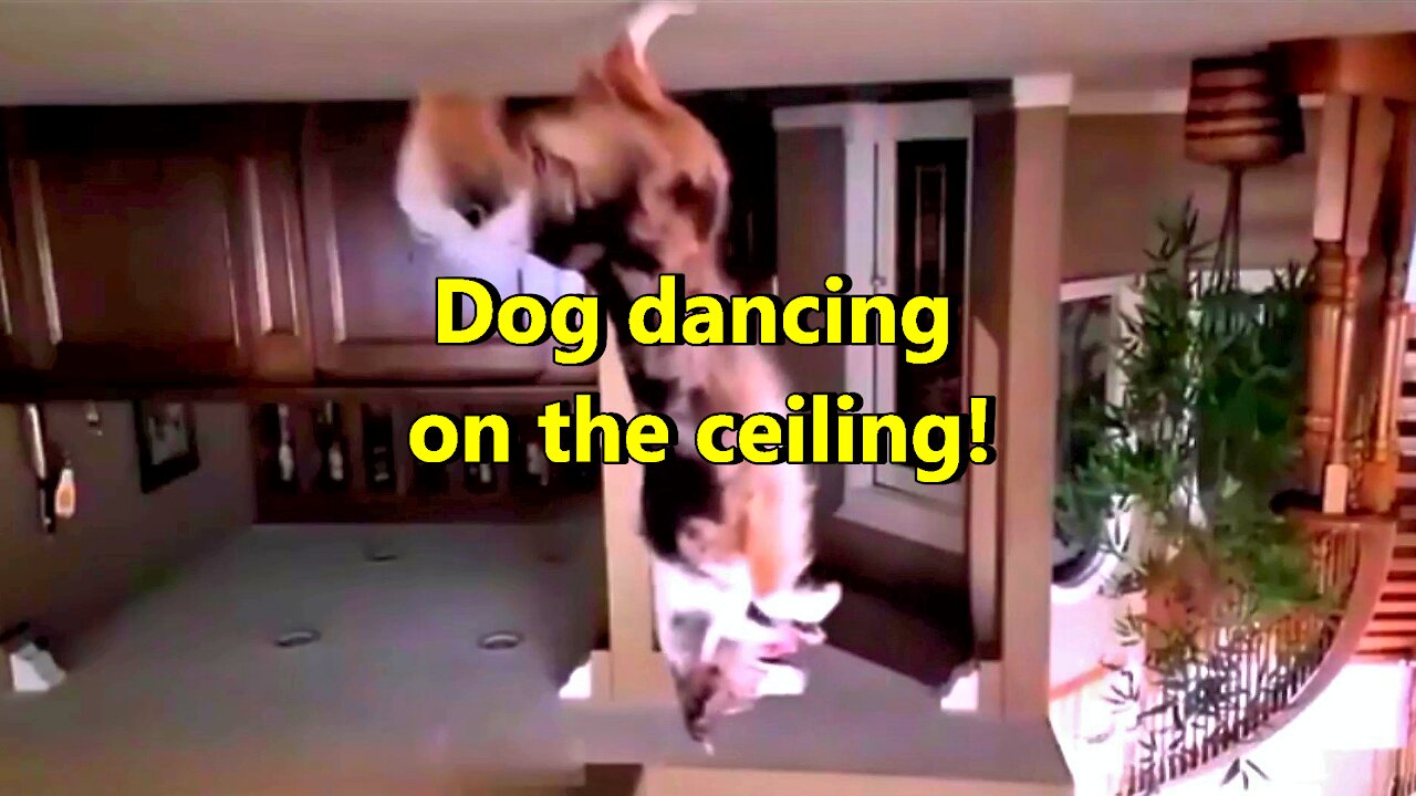 Dog dancing on the ceiling!