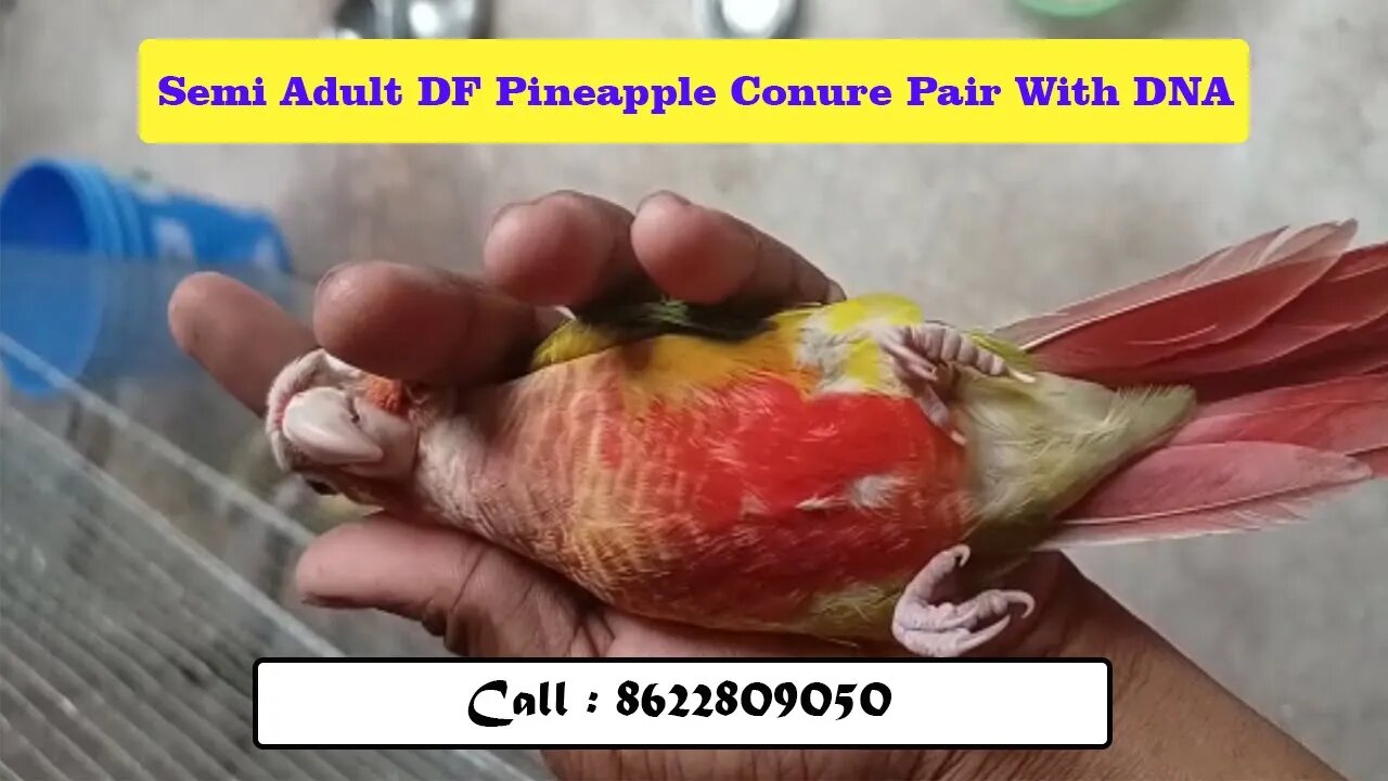 Semi Adult DF Pineapple Conure Pair With DNA | #pineappleconure | @BikisAviary