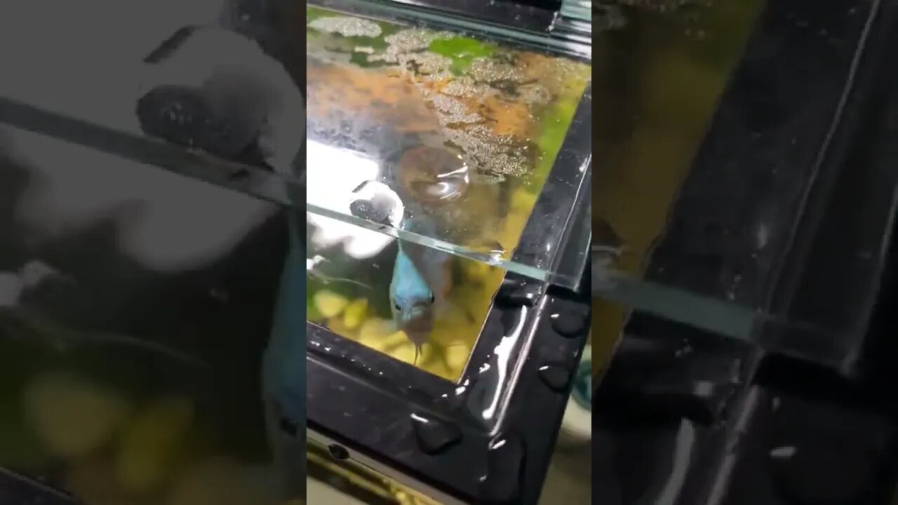 Fish spits water