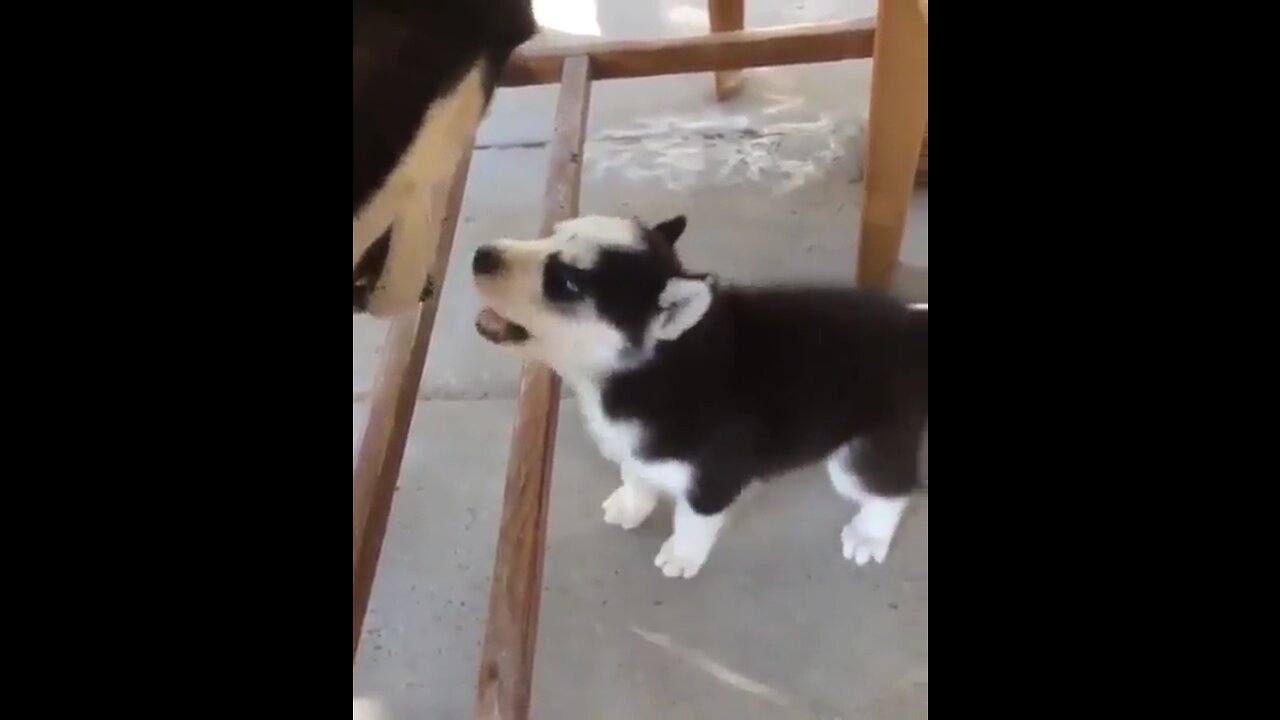 husky and her baby