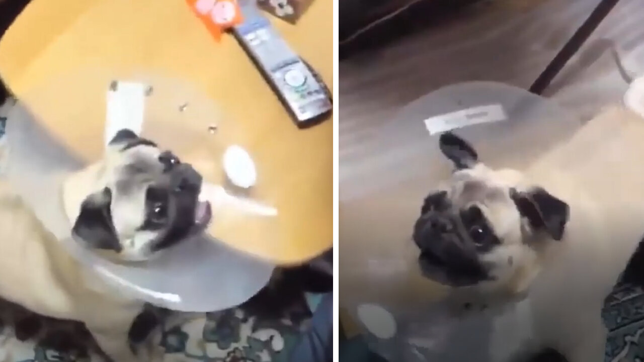 Funny reaction of this Pet Dog with its new Dog Cone thing in its neck