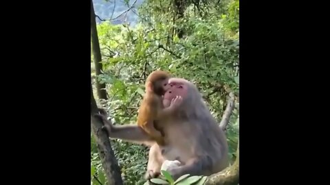 This monkey is a better parent than many humans