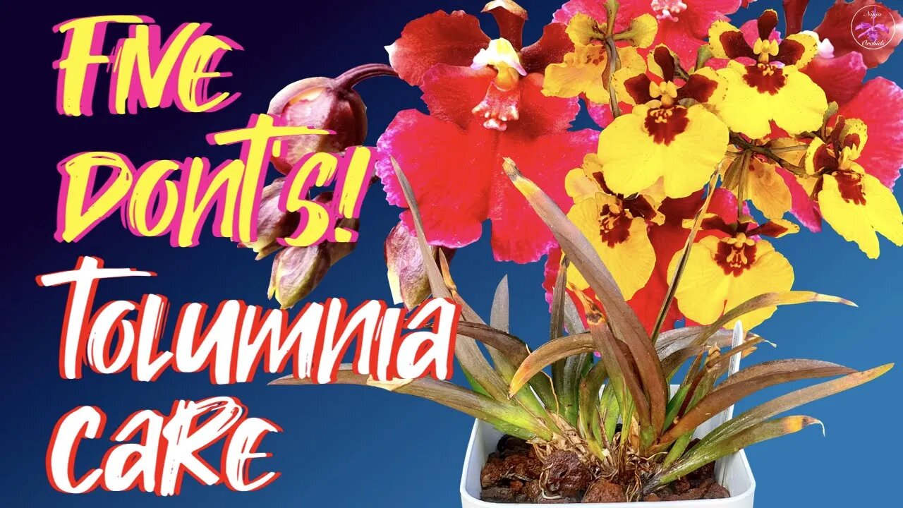 My FIVE Tolumnia DONT'S Care Tips | FIVE important risks that can take Tolumnias down #ninjaorchids