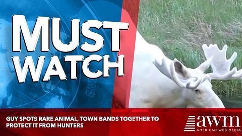 Guy Spots Rare Animal, Town Bands Together To Protect It From Hunters