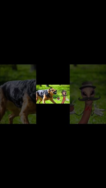 Cão que muito late..... ET Bilaute