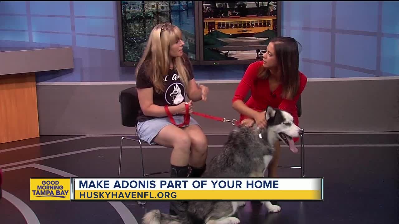 Rescues in Action: Adonis