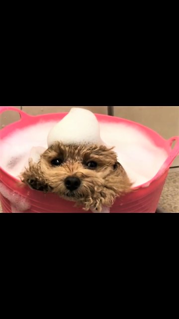 Poodle preciously relaxes during bath time