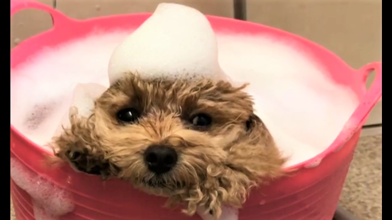 Poodle preciously relaxes during bath time