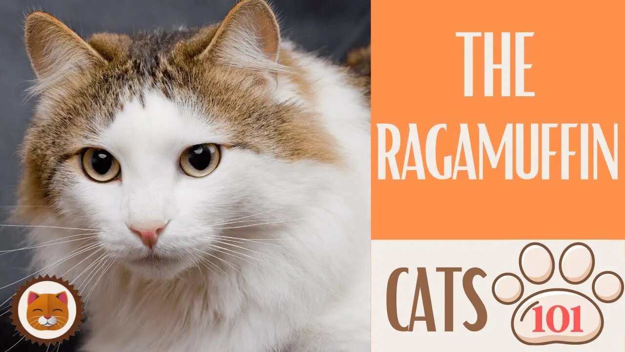 🐱 Cats 101 🐱 RAGAMUFFIN CAT - Top Cat Facts about the RAGAMUFFIN