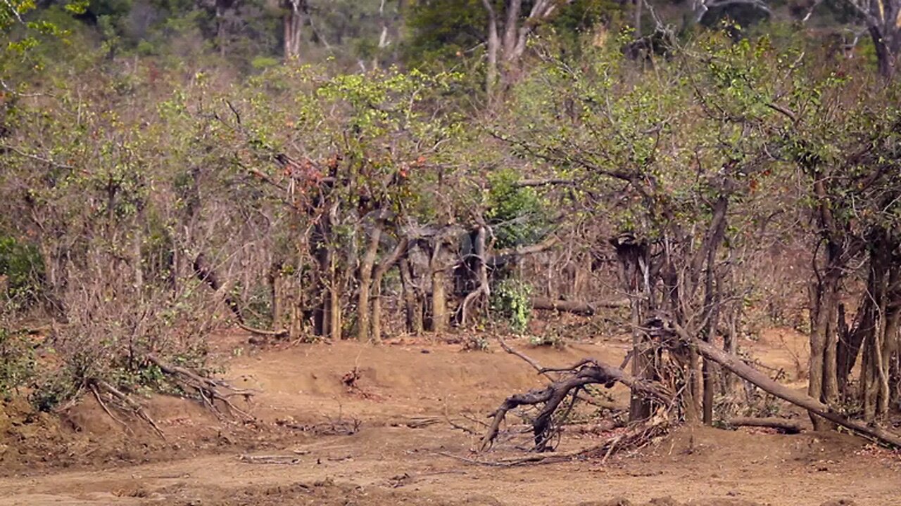 Zebra is a beautiful animal, Allah Almighty has given it a lot of beauty