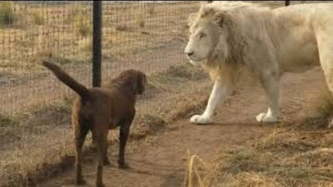 Two lions and a dog funny frank #shot video