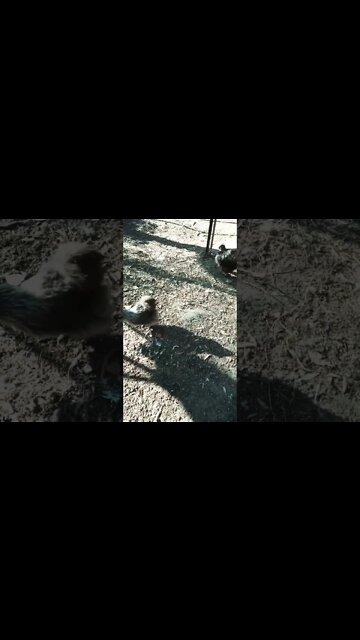 Good morning Silkies 30th September