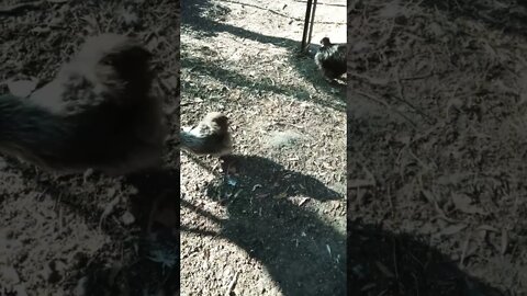 Good morning Silkies 30th September